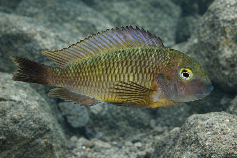 Tropheus moorii 'Kala Island'